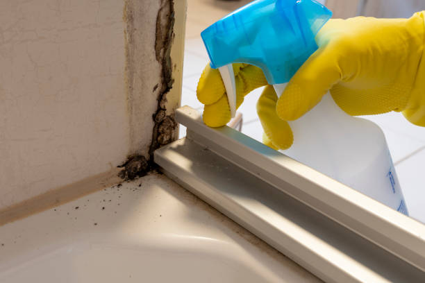 Best Mold Damage Repair  in Kotzebue, AK