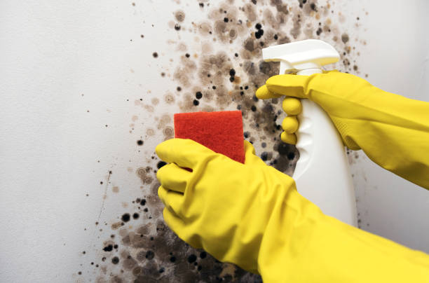 Best Mold Testing  in Kotzebue, AK