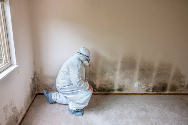 Best Certified Mold Removal  in Kotzebue, AK