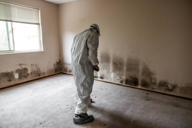 Best Attic Mold Removal  in Kotzebue, AK