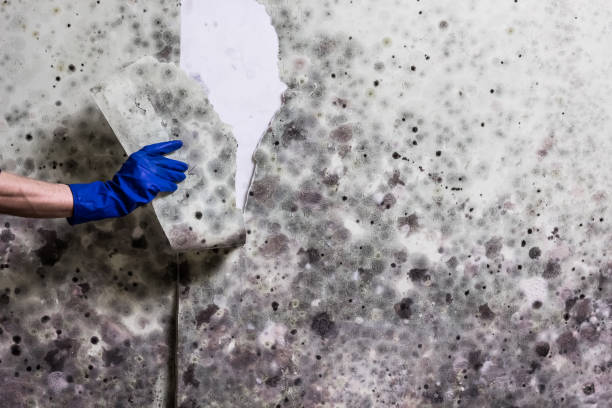 Best Mold Testing  in Kotzebue, AK