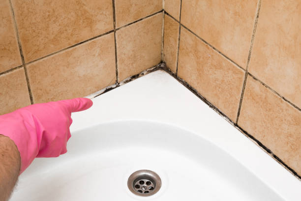 Best Black Mold Removal  in Kotzebue, AK